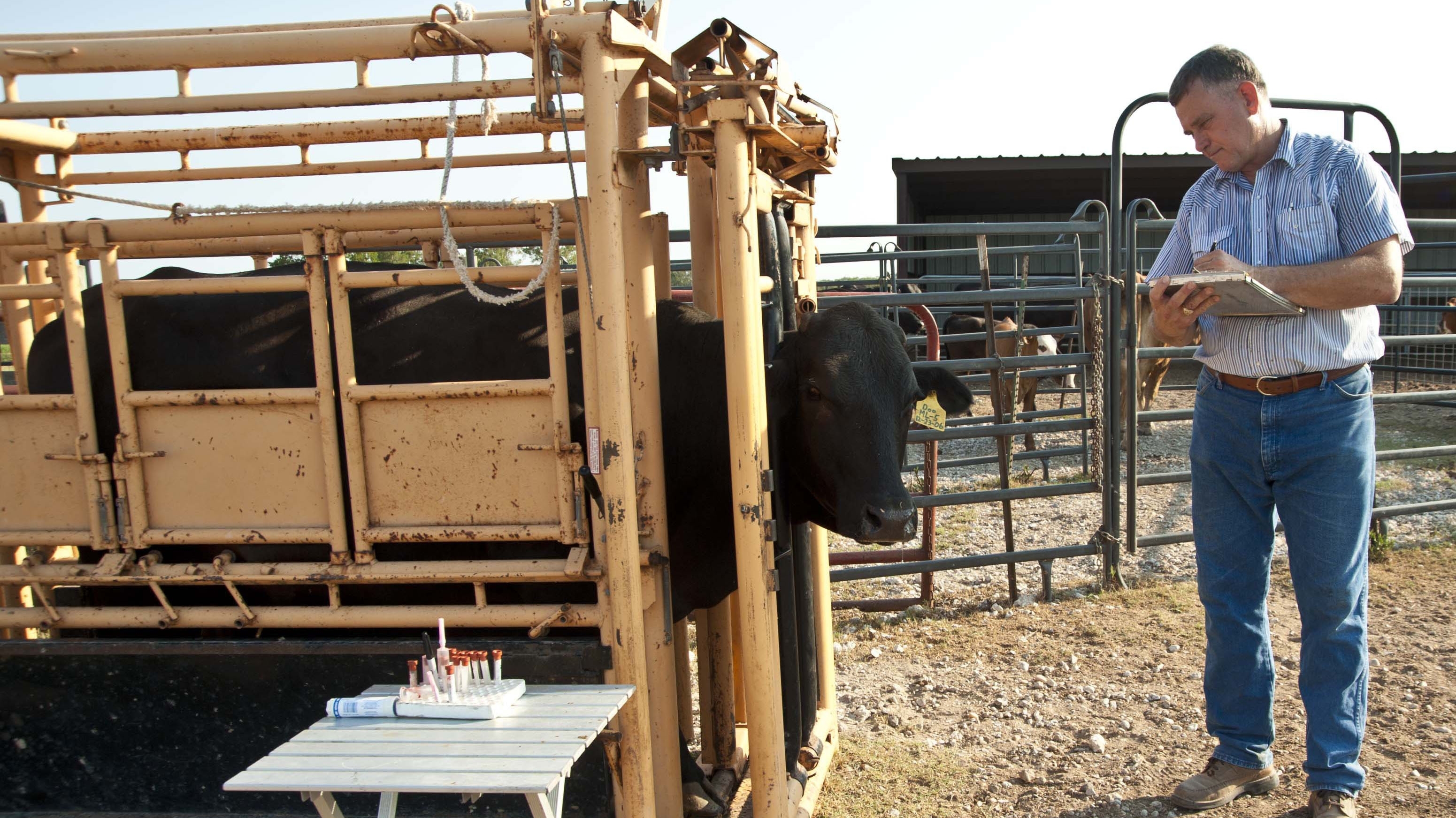 A man checking a cow's health