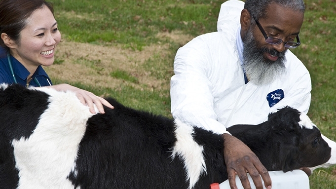 Veterinarians inspection a calf