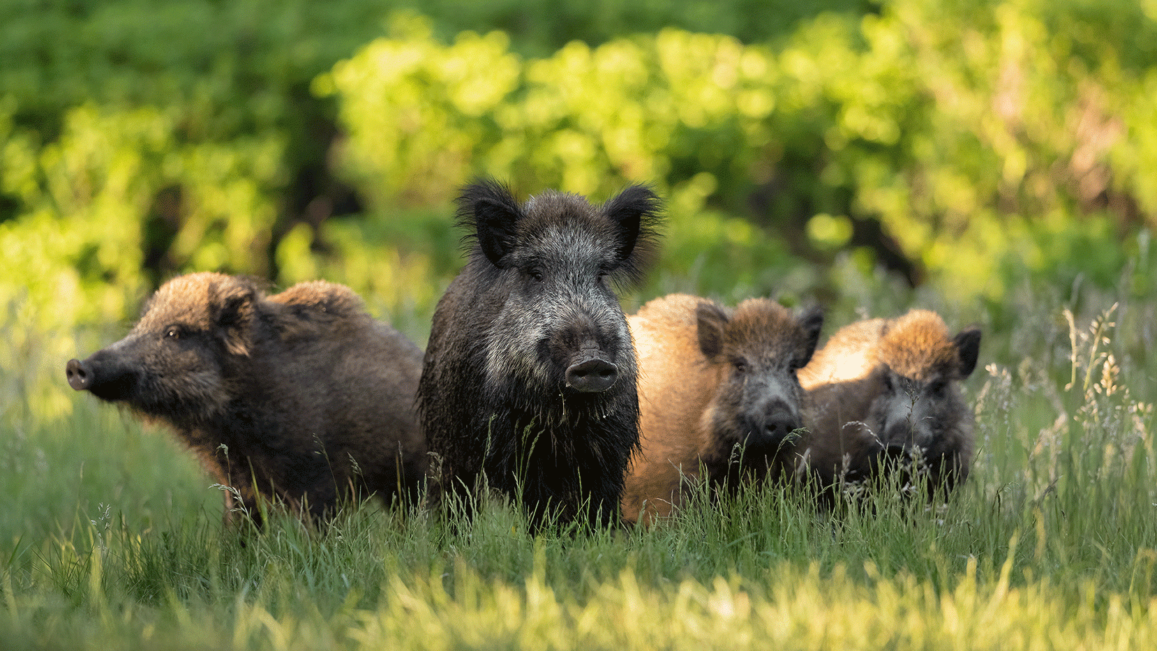 feral boars