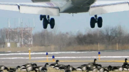 ws-airport hazards- Canadian geese