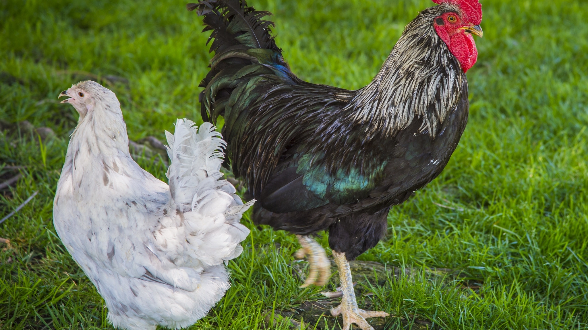 Multi-colored rooster and a white chicken walking on grass.