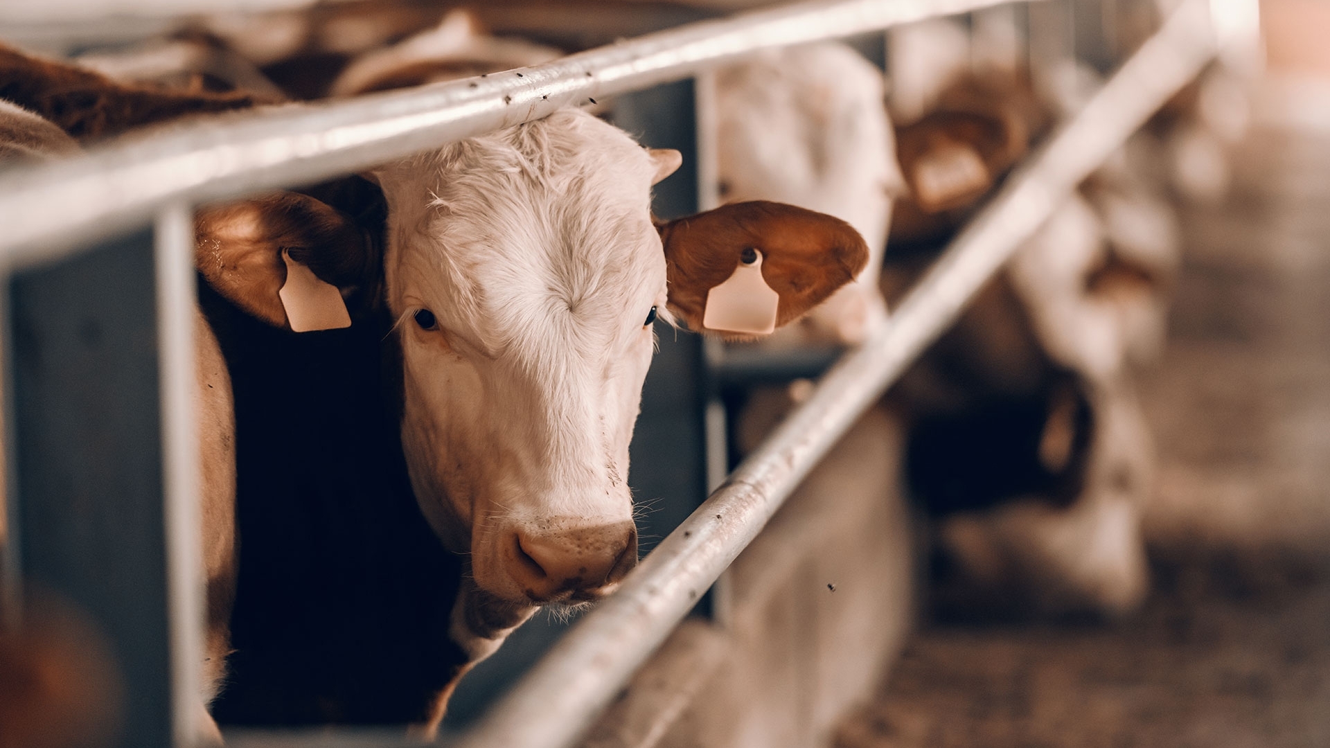 A group of cows behind a metal fence look at the camera