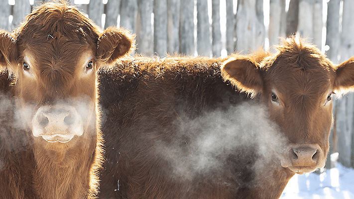 cows in fenced area, winter weather