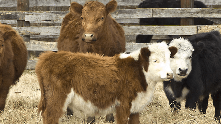 cows in enclosure