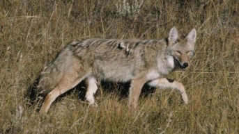 Coyote standing in the wild