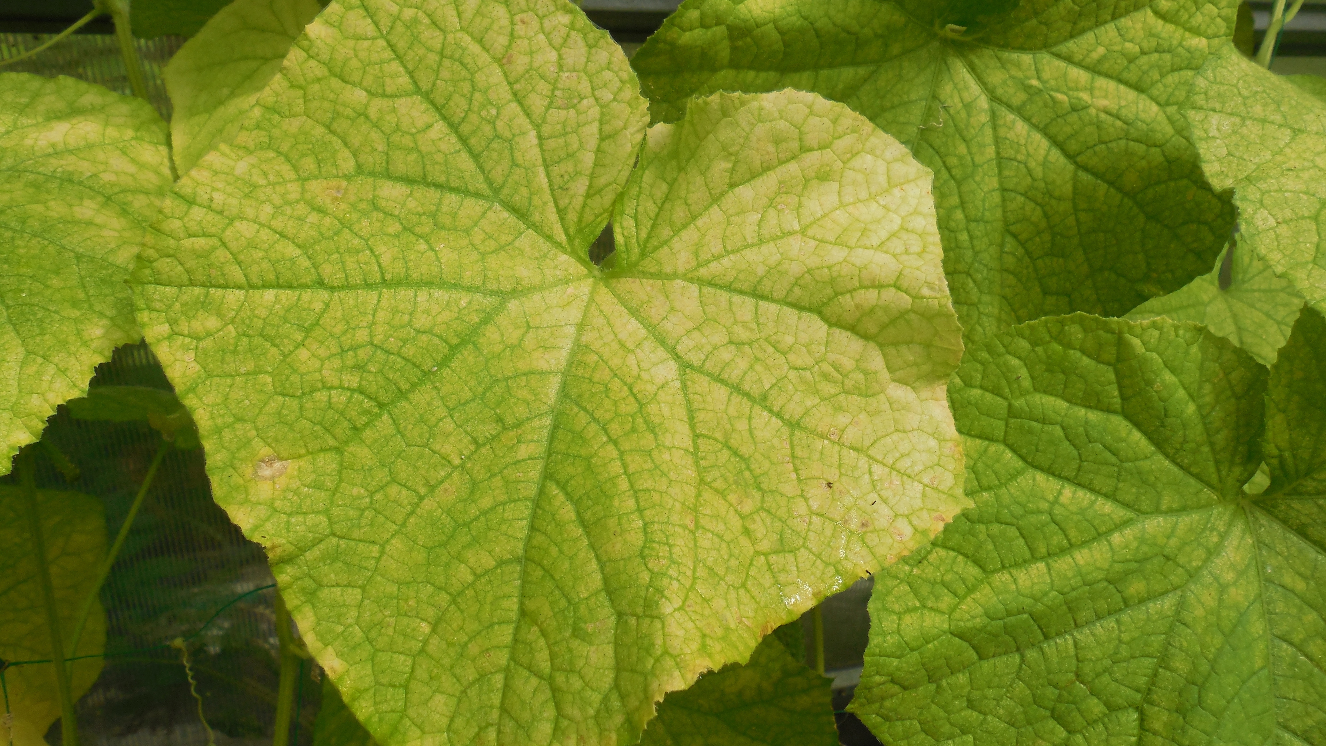 Cucumber green mottle mosaic virus