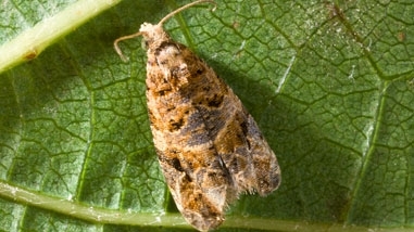 Gray and brown moth on a grapevine leaf.