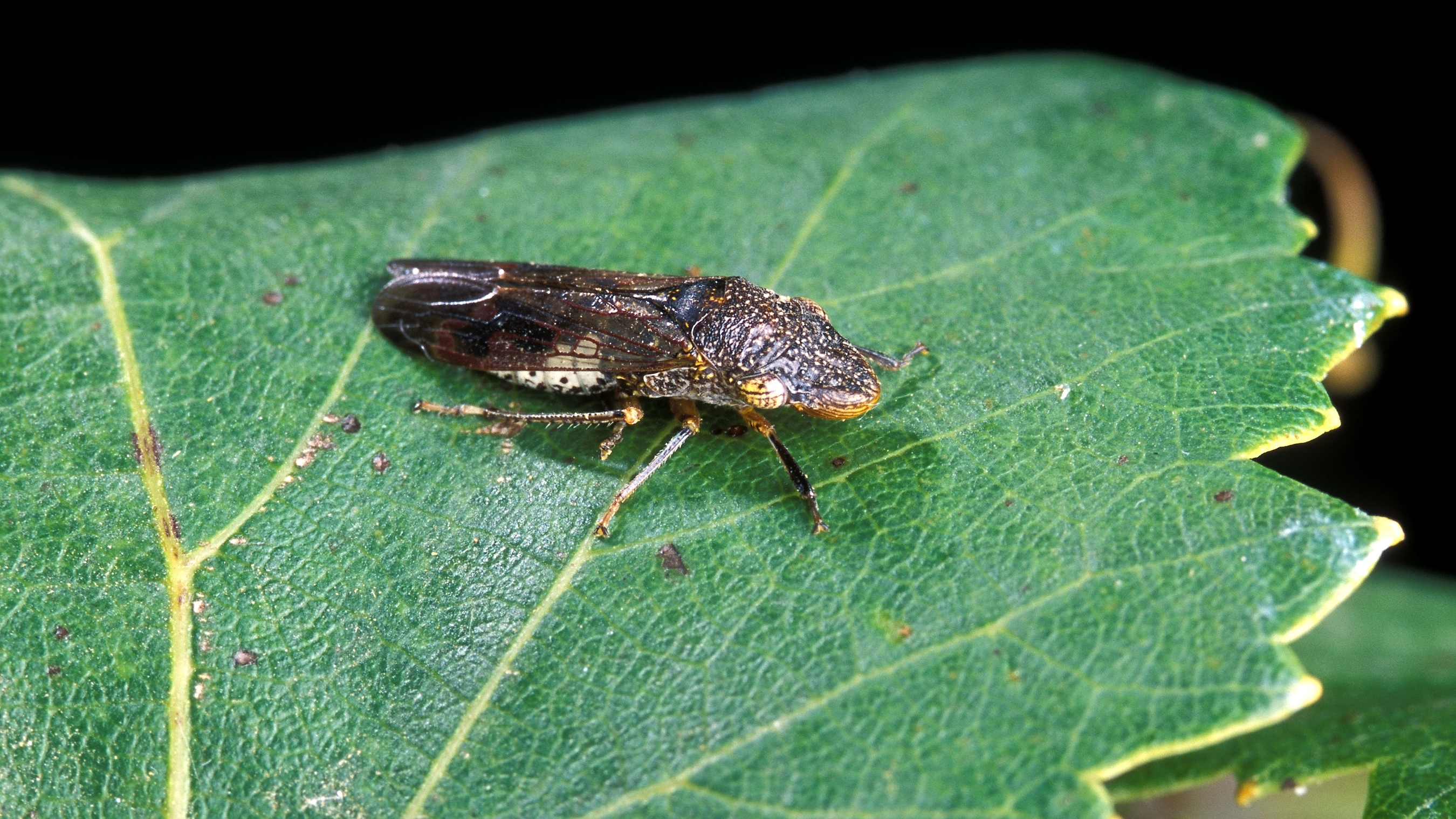 Dark brown winged insect approximately 1⁄2 inch long with whitish to yellow spots on its head. 