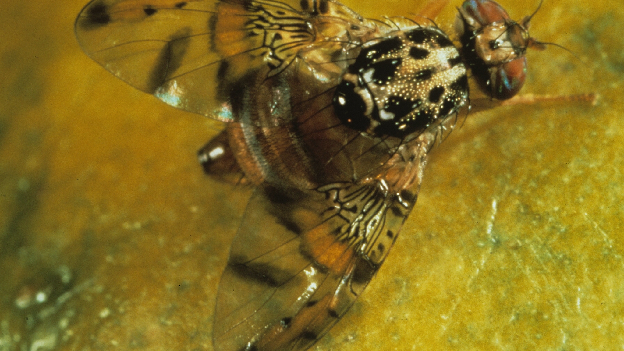 Adult Mediterranean fruit fly on fruit.