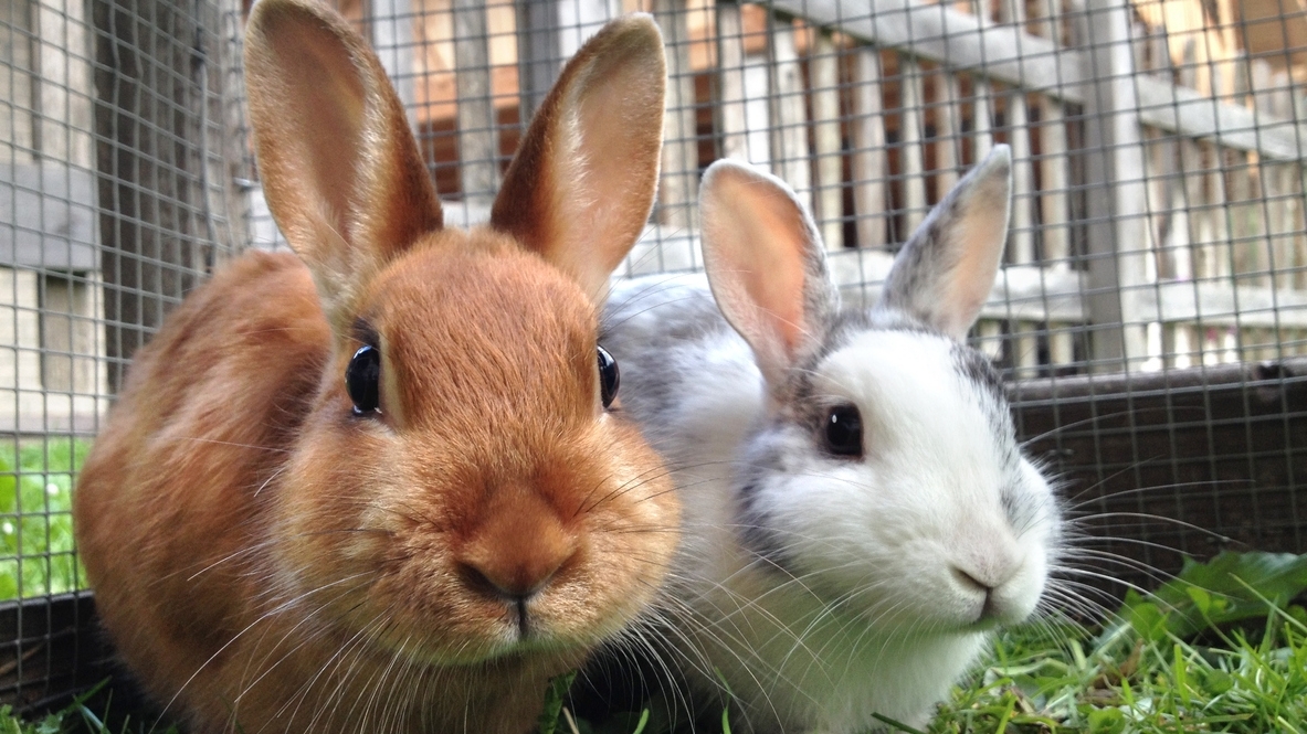 A brown rabbit and a white rabbit sit on grass in an enclosed area.