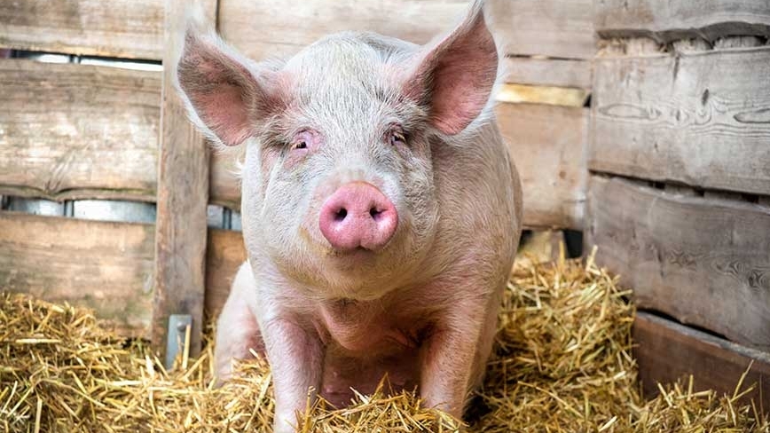 A large pig sits on top of hay in a fenced enclosure.