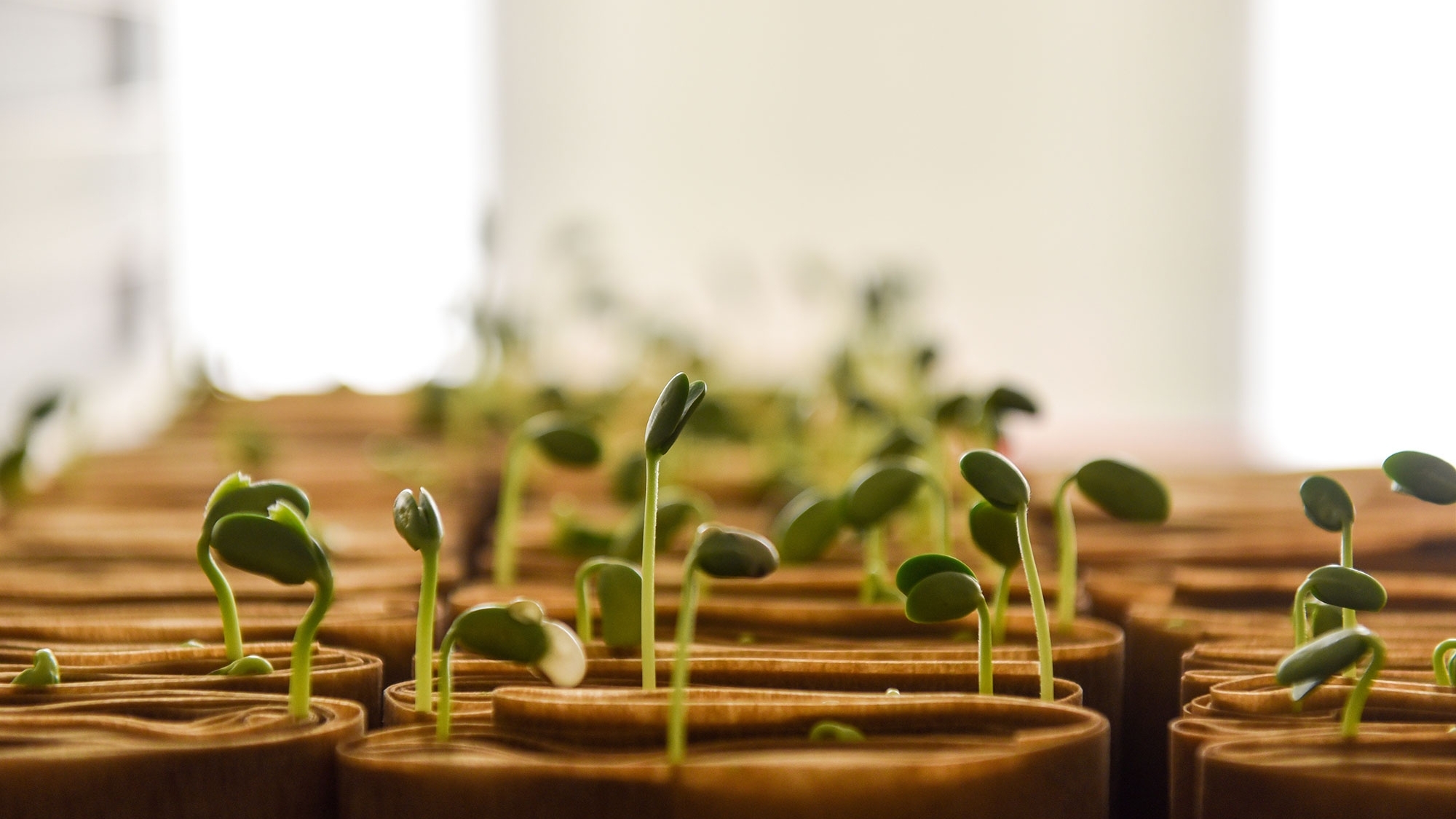 Several small green plant sprouts in brown containers 