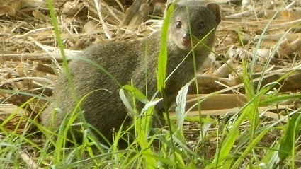 Rodent sitting in grass