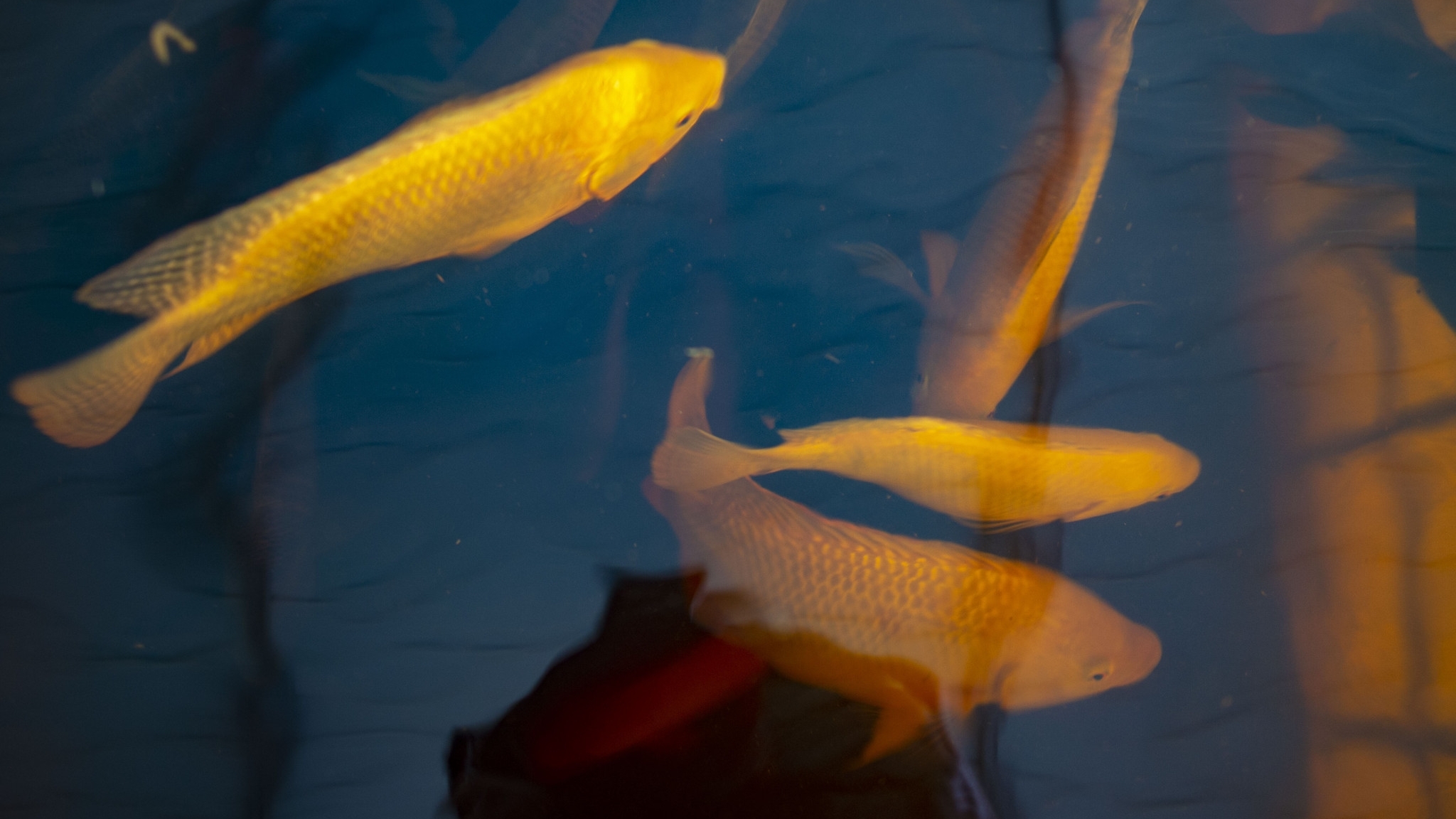 Overhead view of several white fish swimming