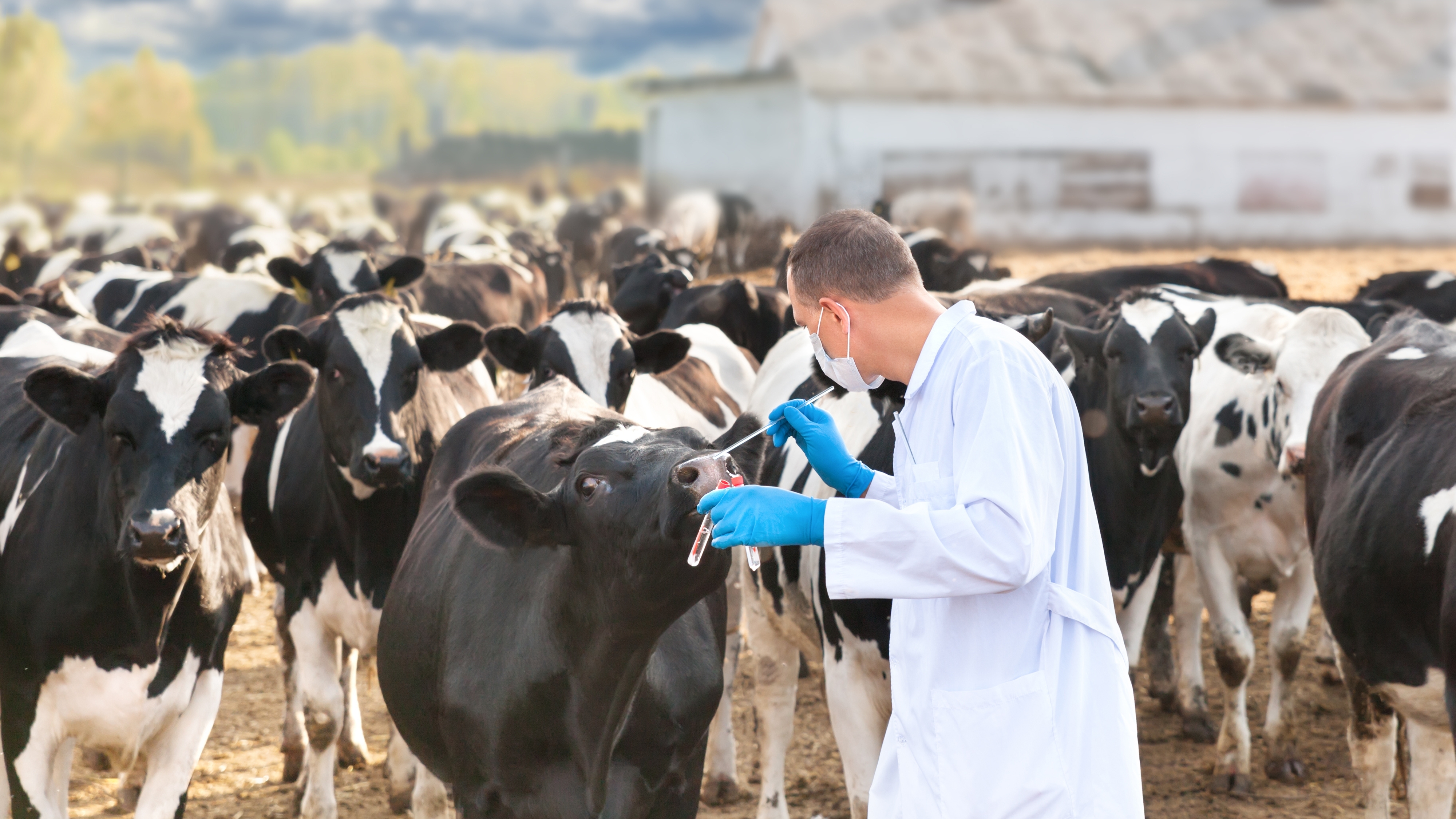 Veterinarian at Cattle Farm