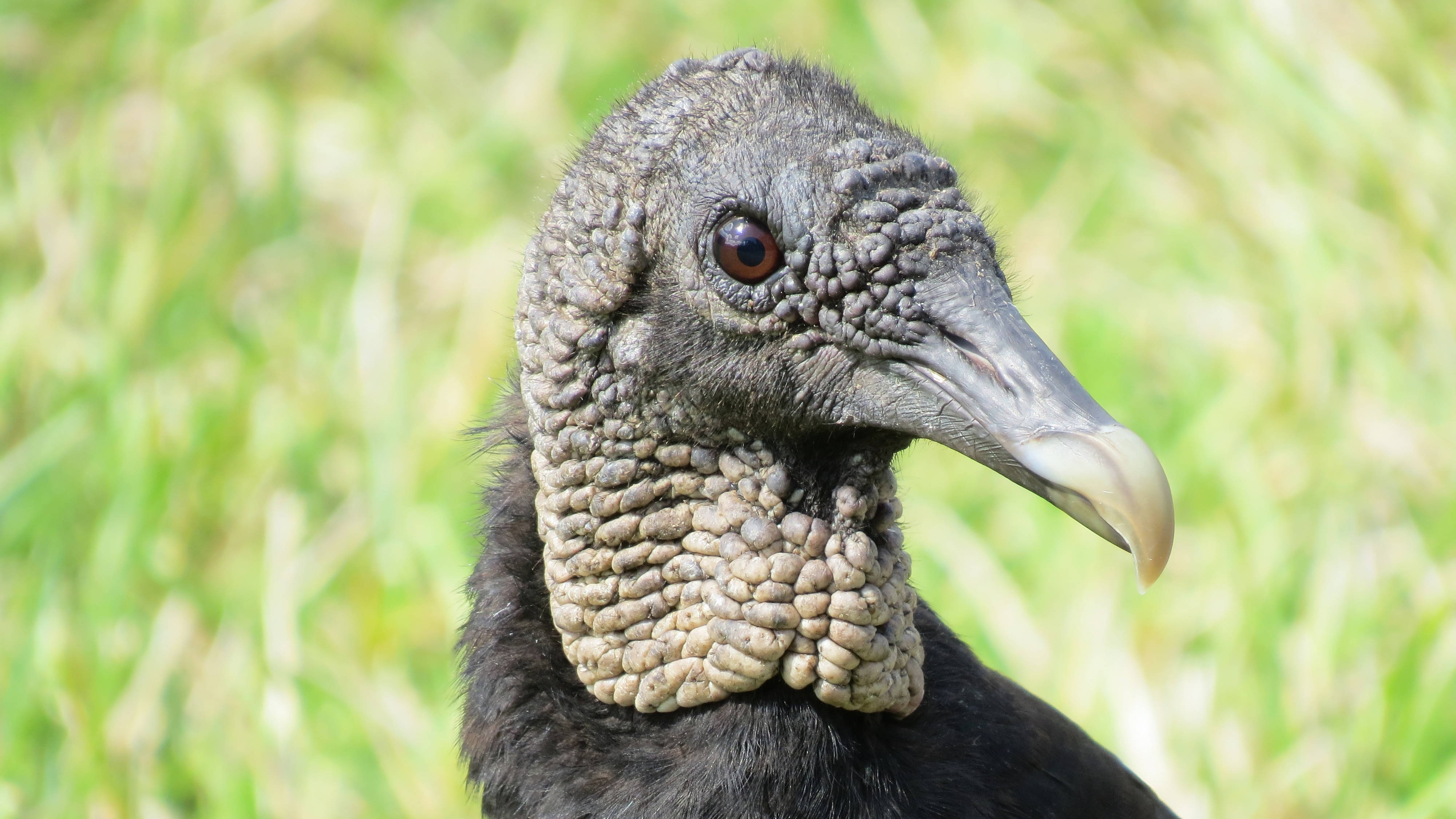 Vulture close up