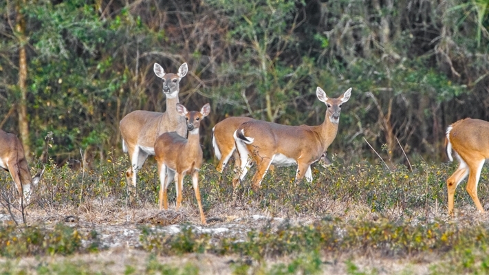 Deer near forest