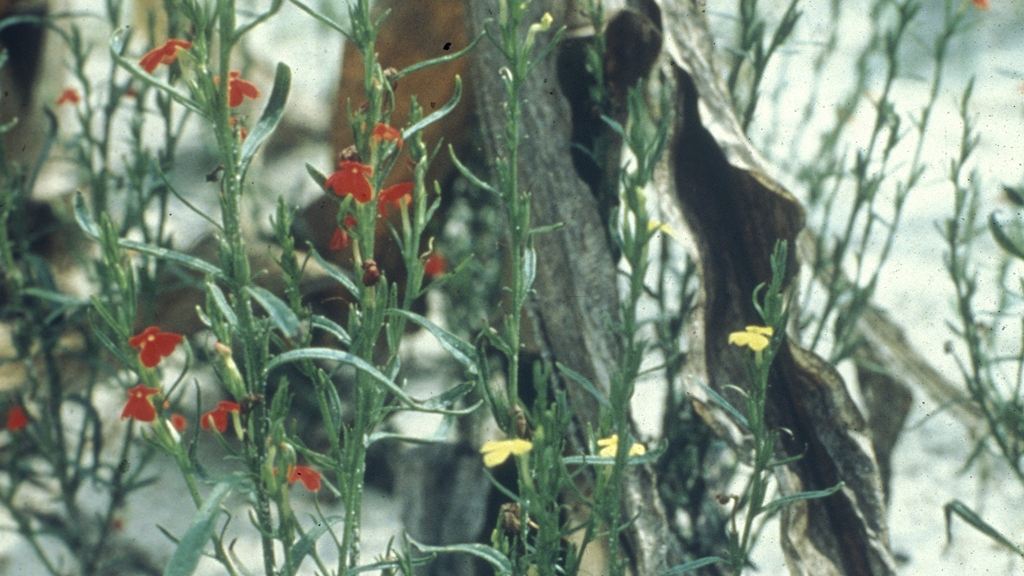 Green stem weeds with red or yellow flowers