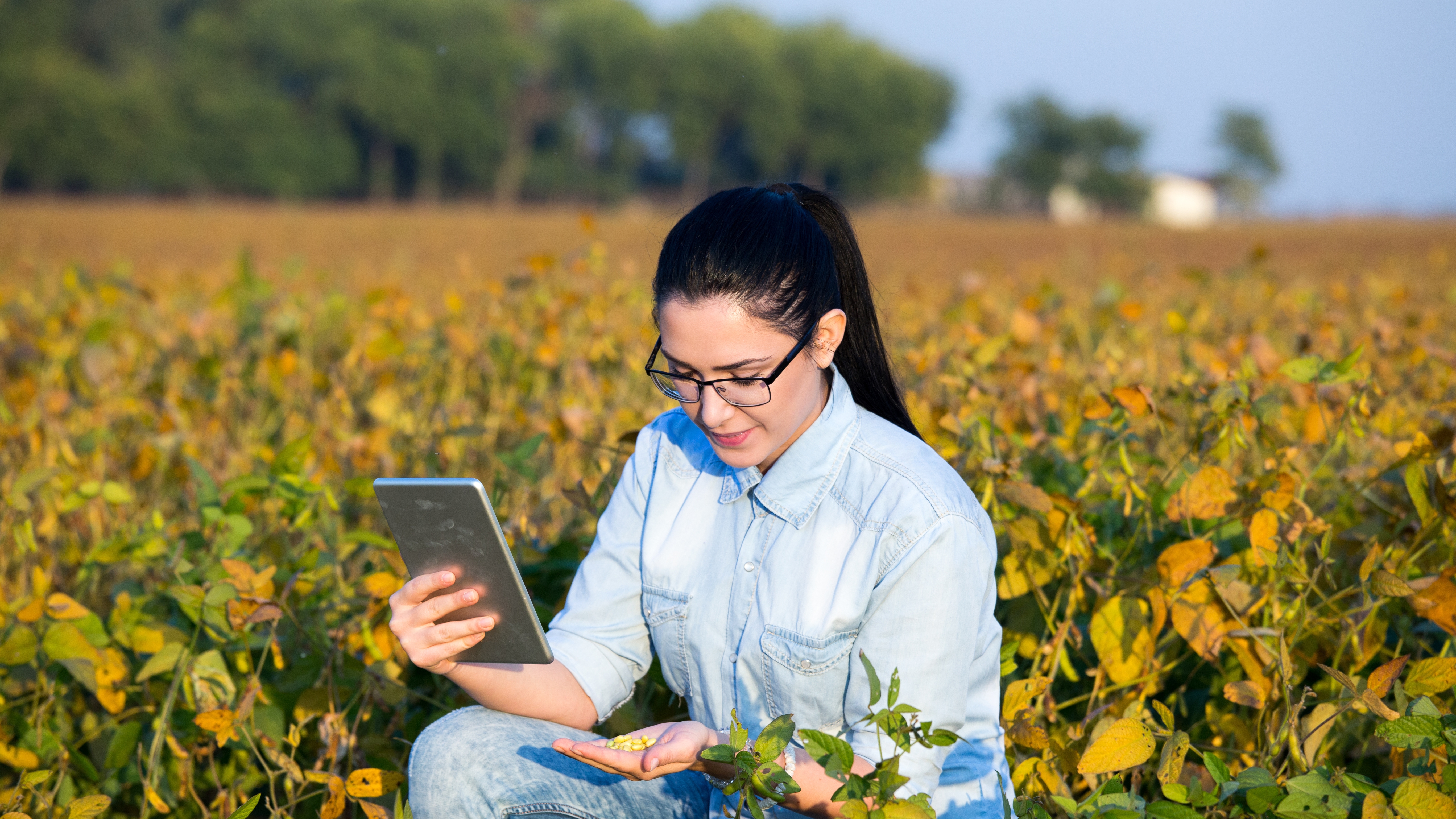  Woman kneeling in a soybean field holding a tablet in one hand and looking at soybeans in her other hand