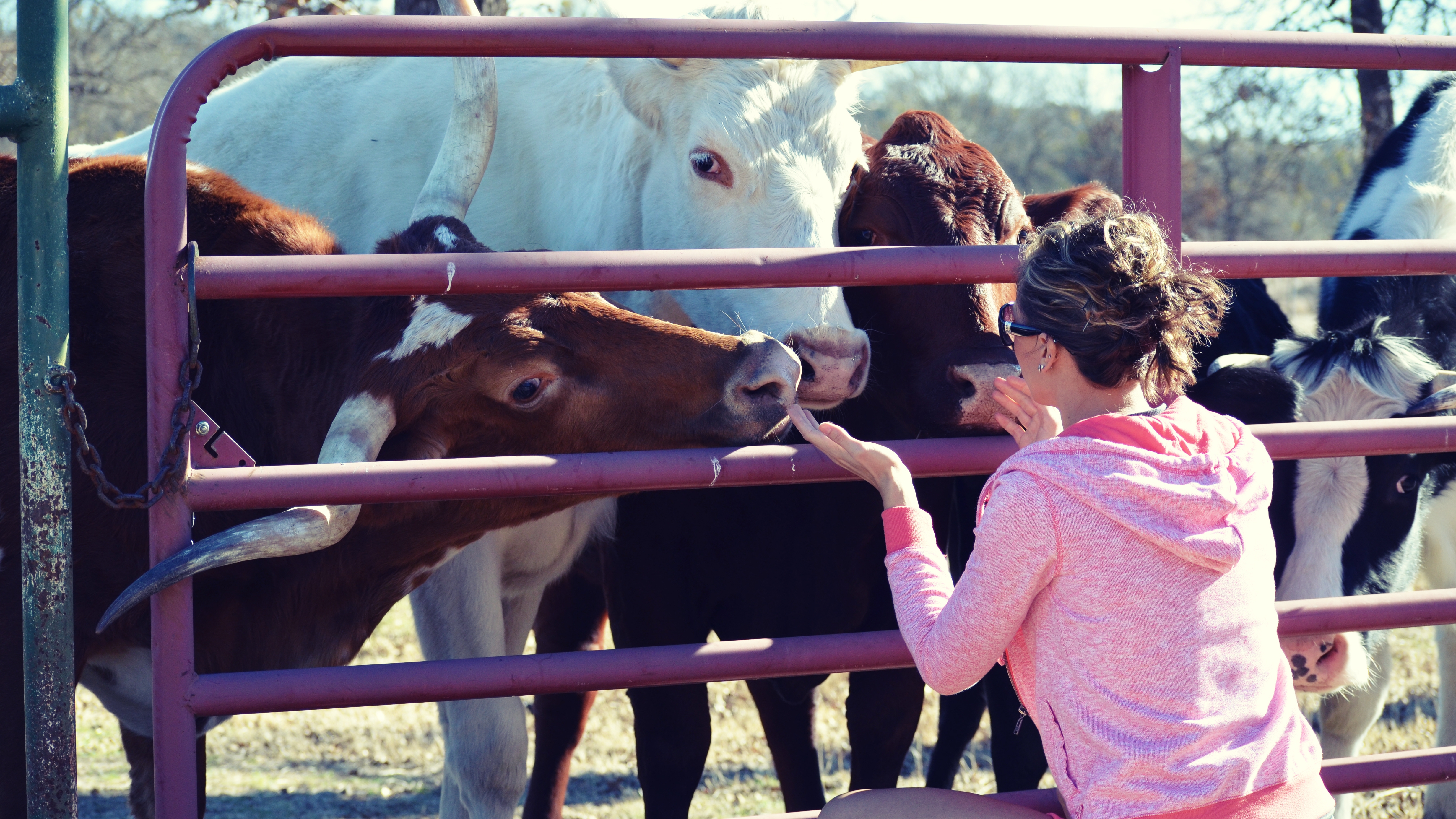 Woman with cattle gate on farm