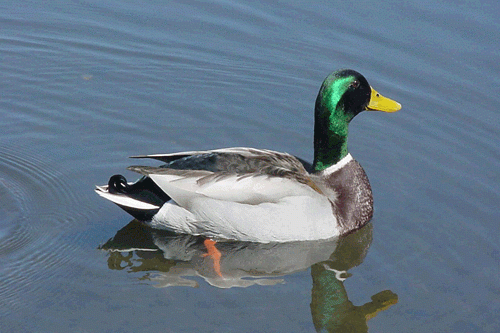 mallard on the water