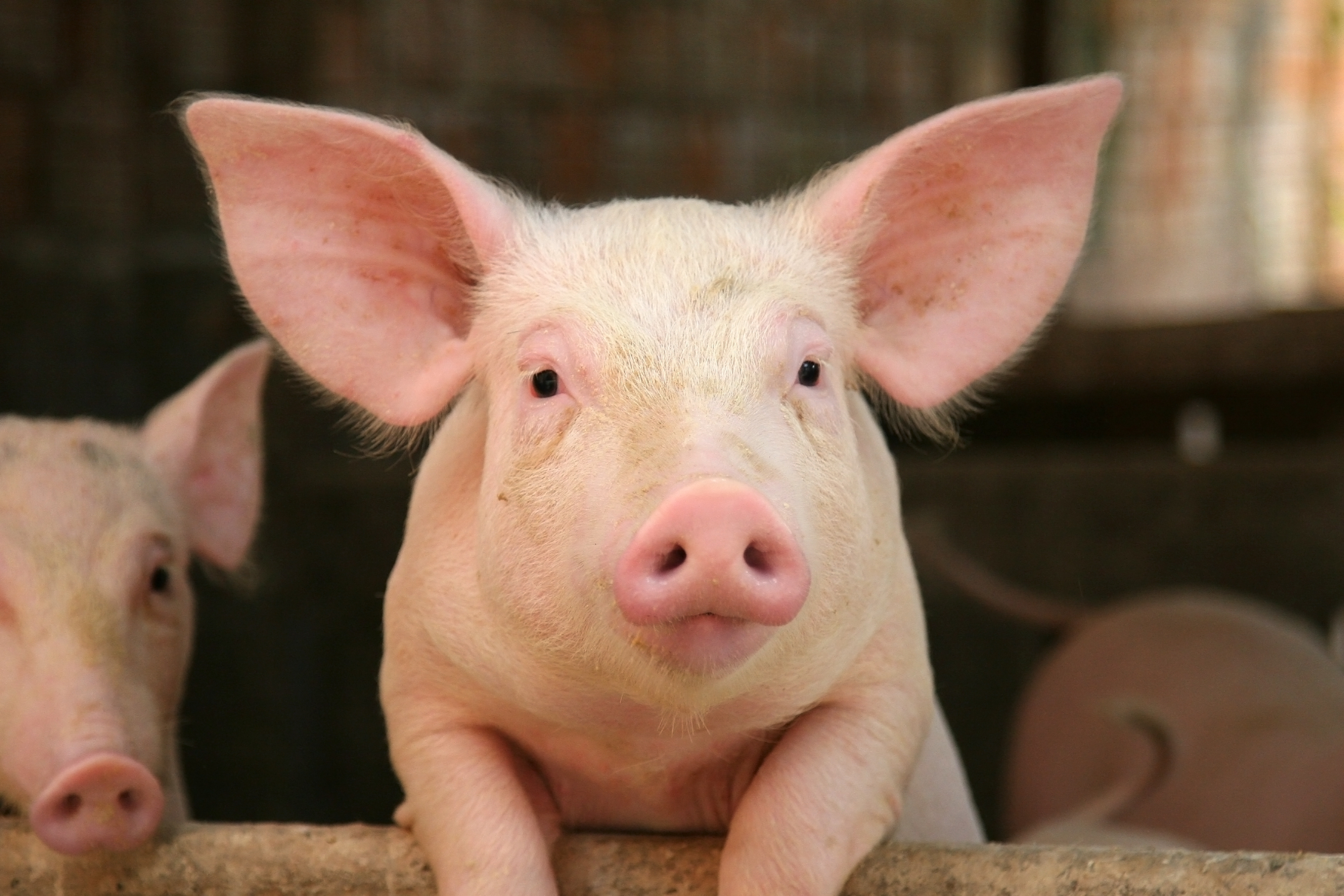 close-up of pig in a pen facing camera