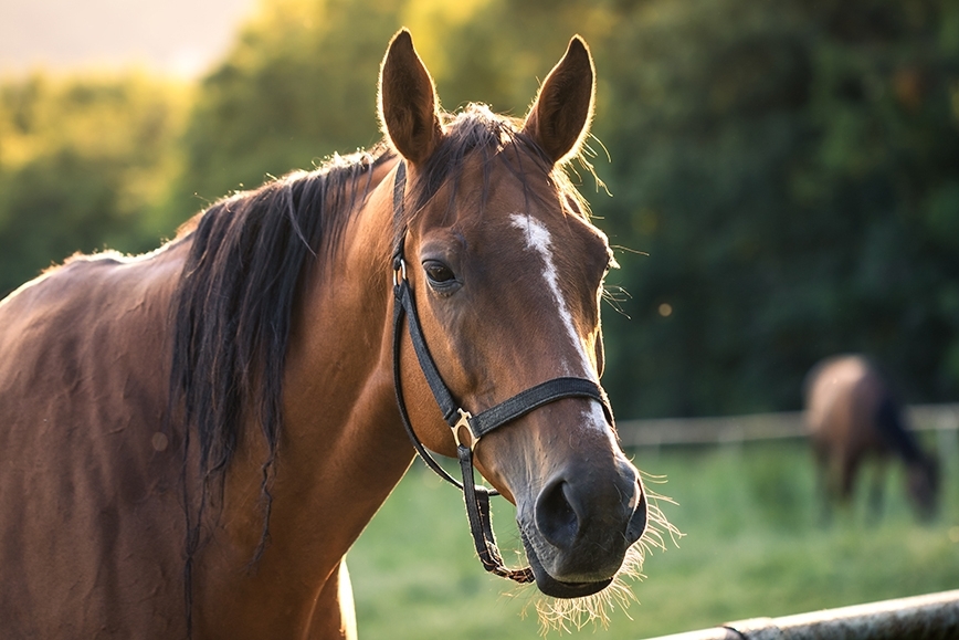 A brown horse wearing a bridle stands behind a fence and looks at the viewer.