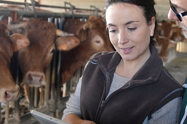 A man and women looking at paperwork with cows in the background