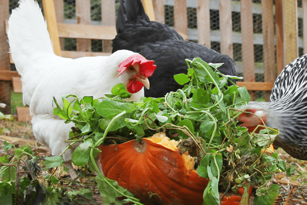 chickens outside pecking at a pumpkin filled with leafy greens