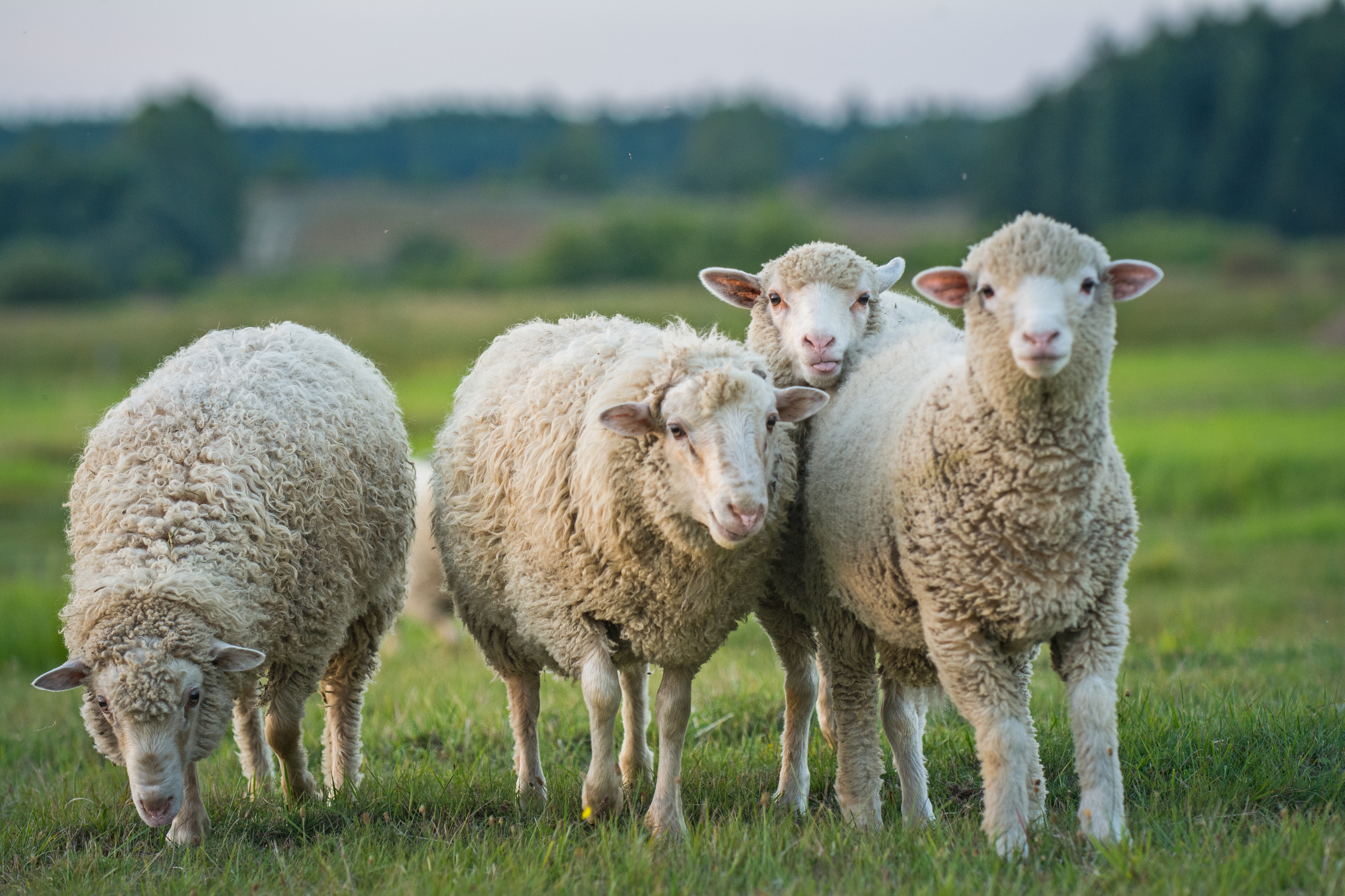 Four sheep and lambs standing together in a green field