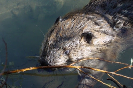 Beaver in water