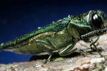 Emerald Ash Borer Beetle