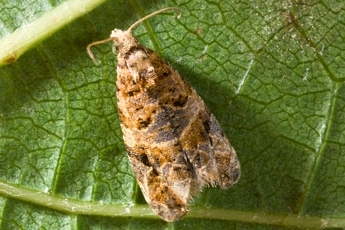 European Grapevine Moth