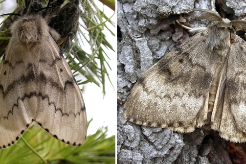 Adult female (left) and male (right) flighted spongy moth complex