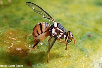 Oriental Fruit Fly