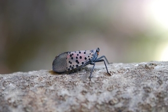 Spotted Lanternfly