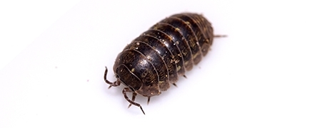 isopod isopod