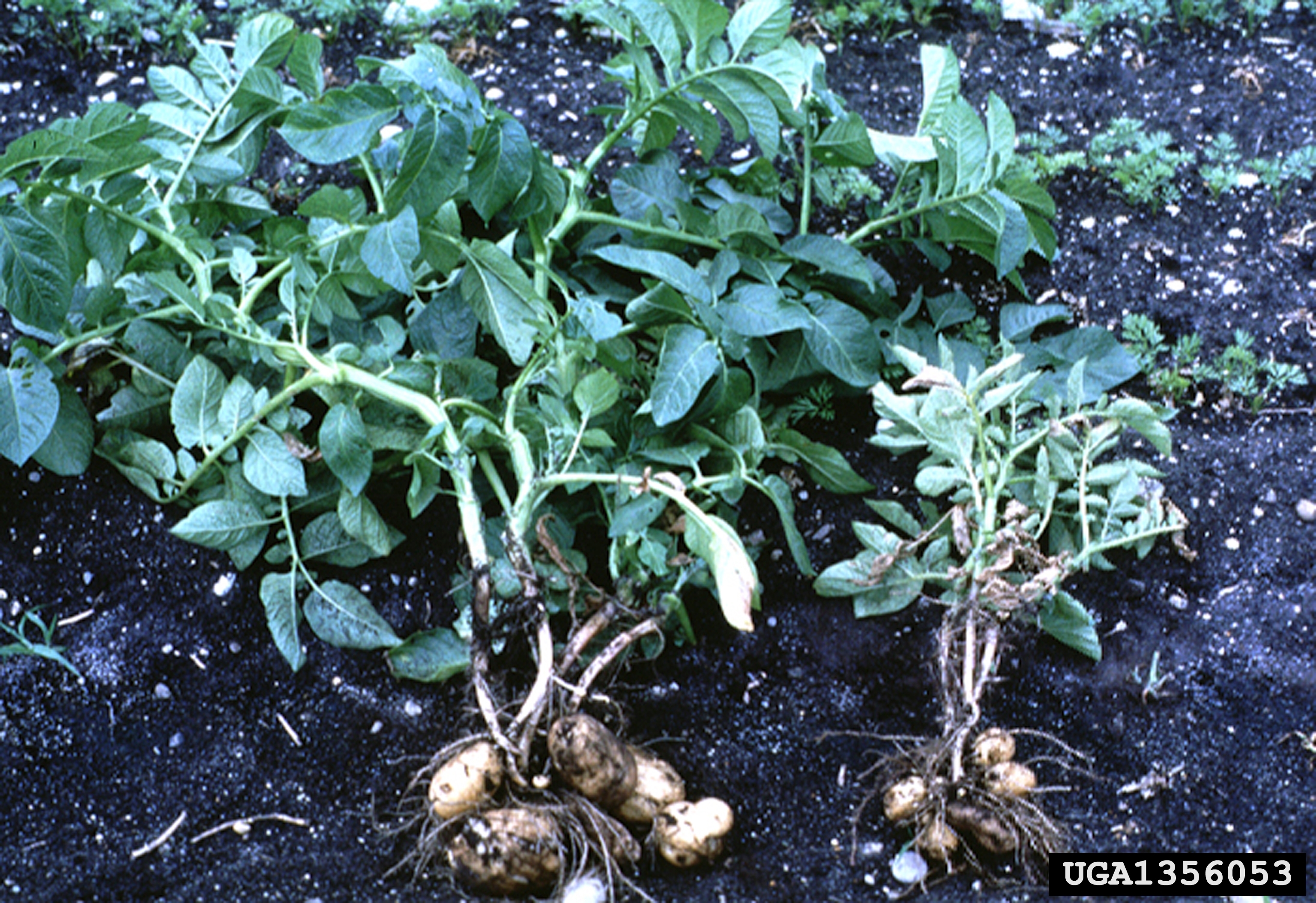 Globodera rostochiensis infected plant compared to healthy plant. The infected plant is much smaller. 