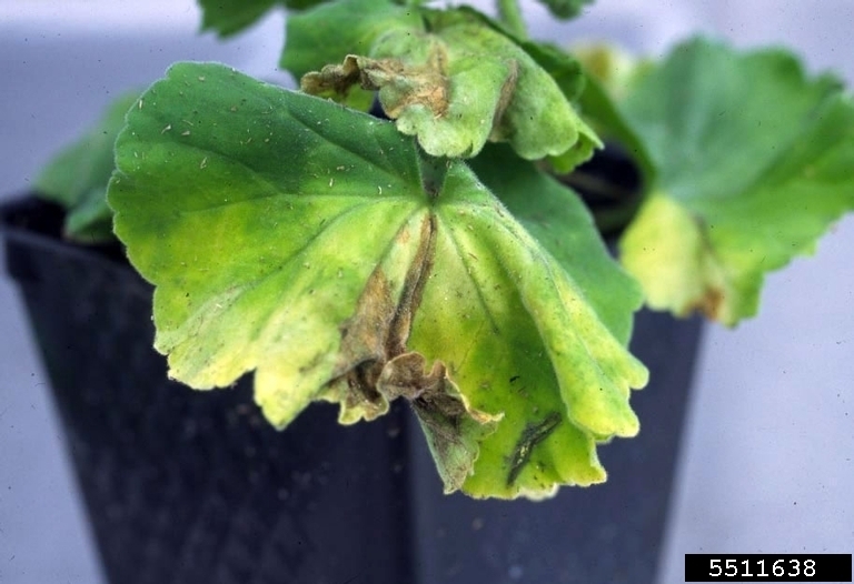 Close up of a geranium leaf with yellowing.