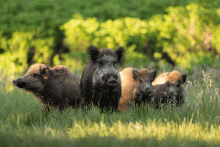 feral swine herd