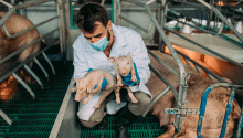 vet with piglets