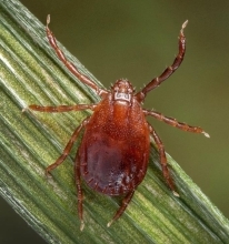 closeup image of reddish-brown tick on stem of a plant