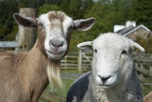 A brown goat and a white sheep stand together and look at the viewer.