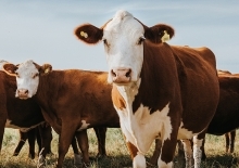 A field of brown and white cows stand looking at the viewer.