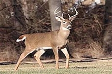 a large male deer with antlers standing in a clearing