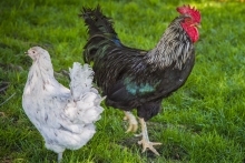 Multi-colored rooster and a white chicken walking on grass.