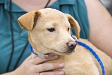 A person holding a dog