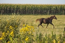 horse running in pasture