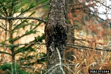 Large canker lesion on the trunk of a larch tree.