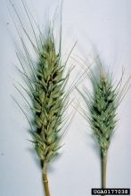 Two ears of smutted wheat